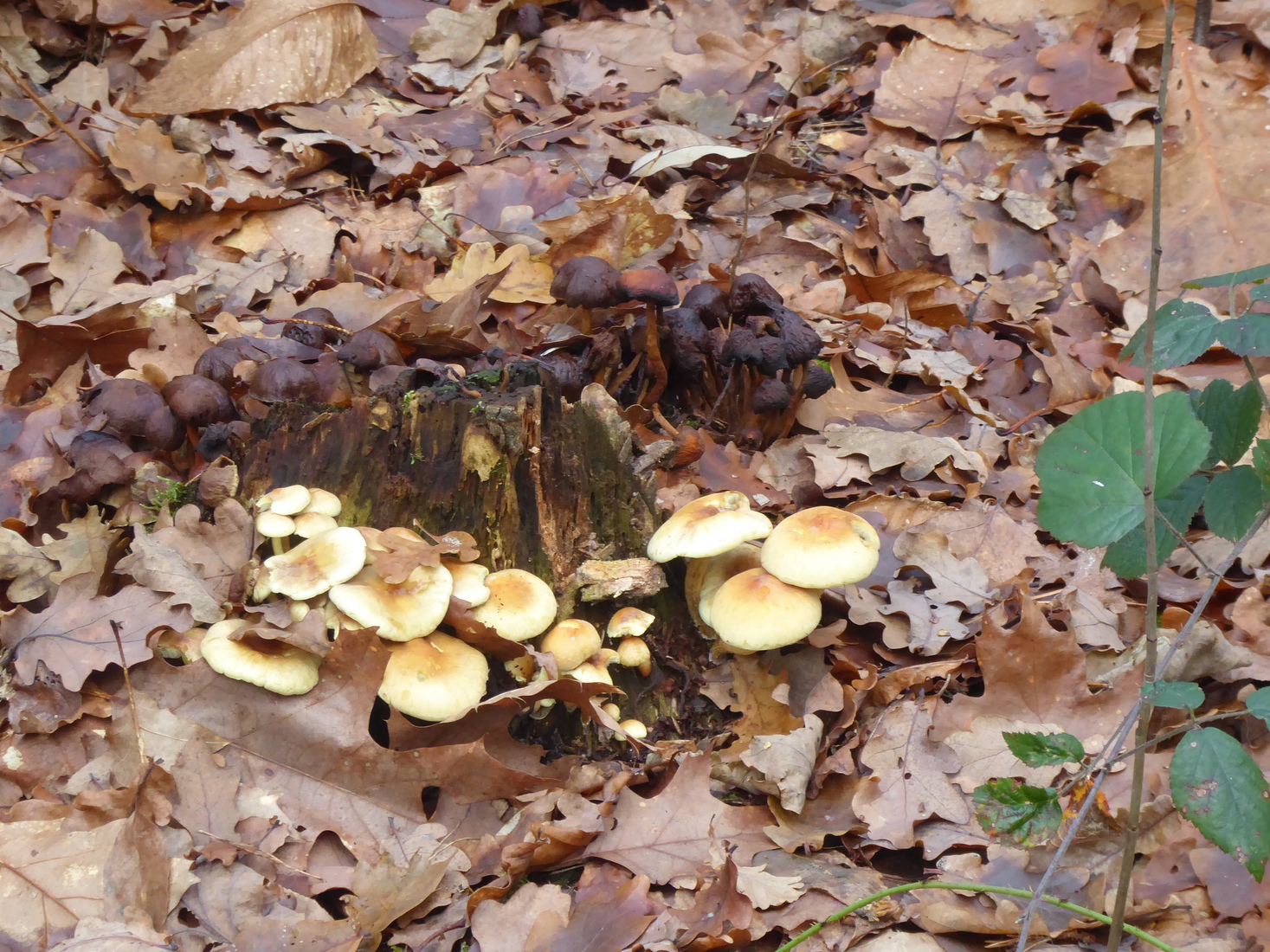 Zwavelkopjes in het bos