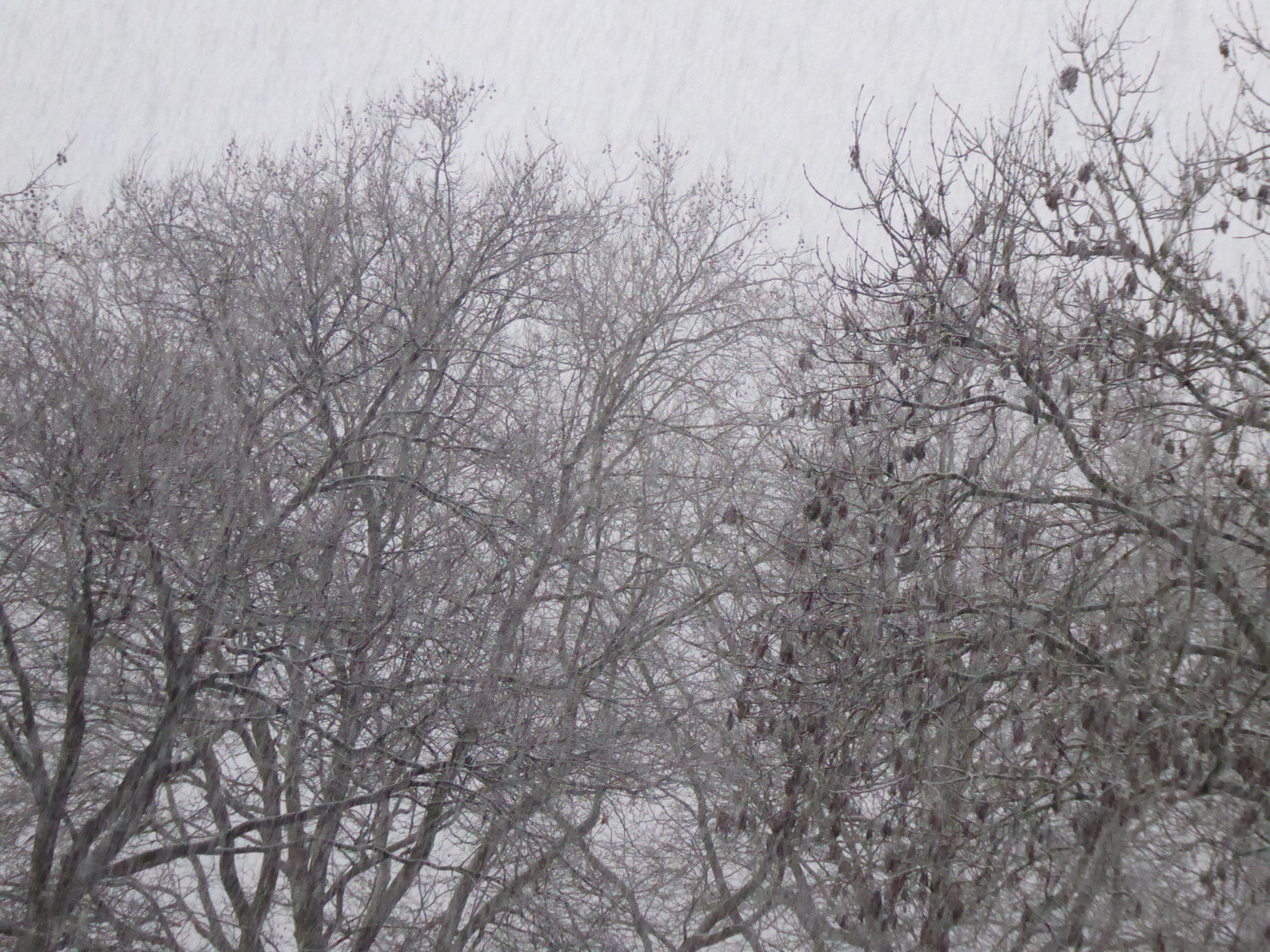 Ja hoor, het sneeuwt 1