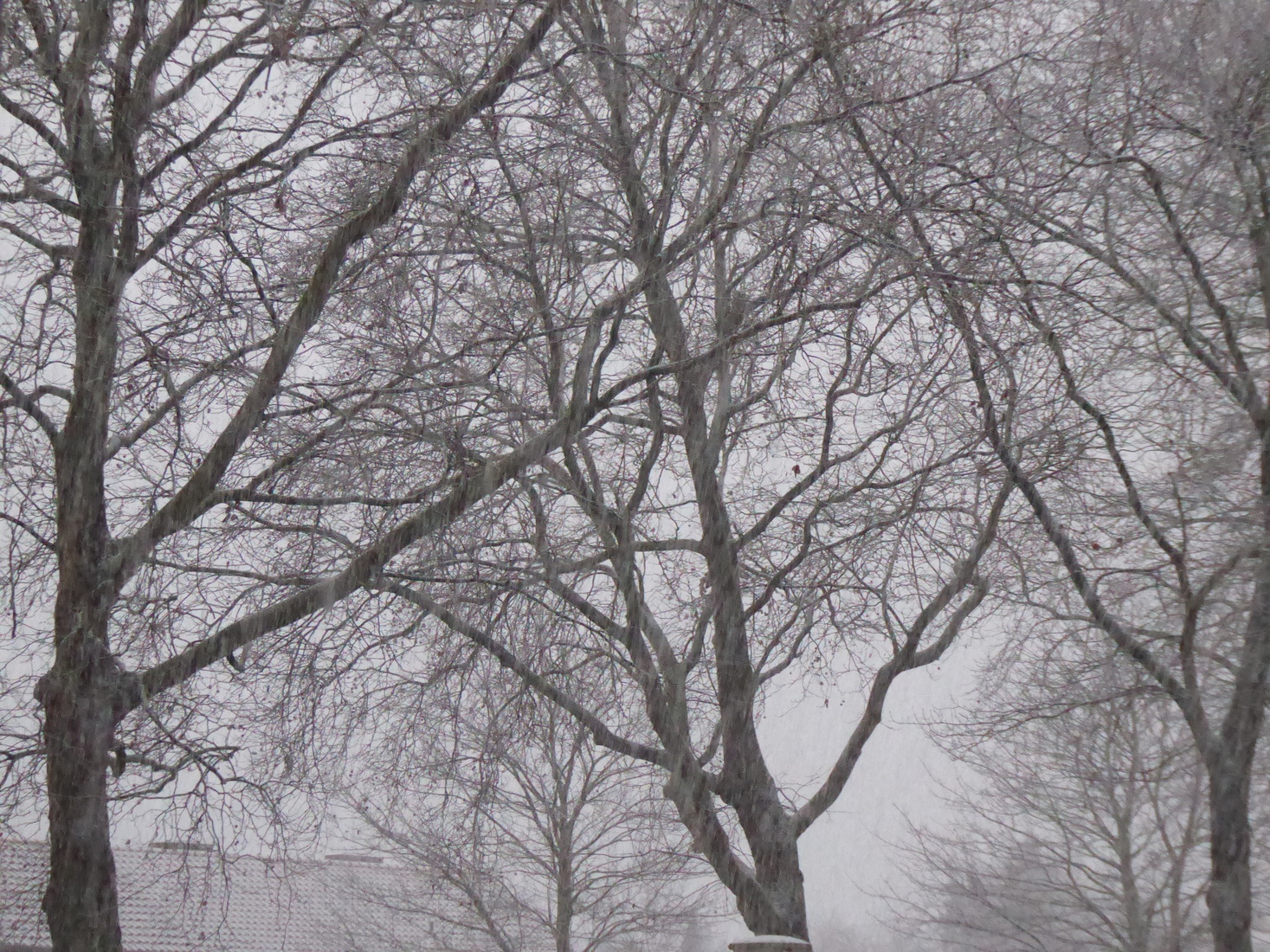 Ja hoor, het sneeuwt 3