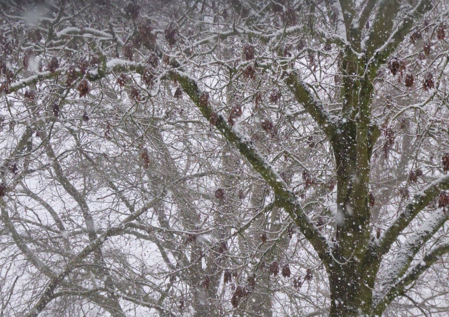 De derde dag sneeuw 1