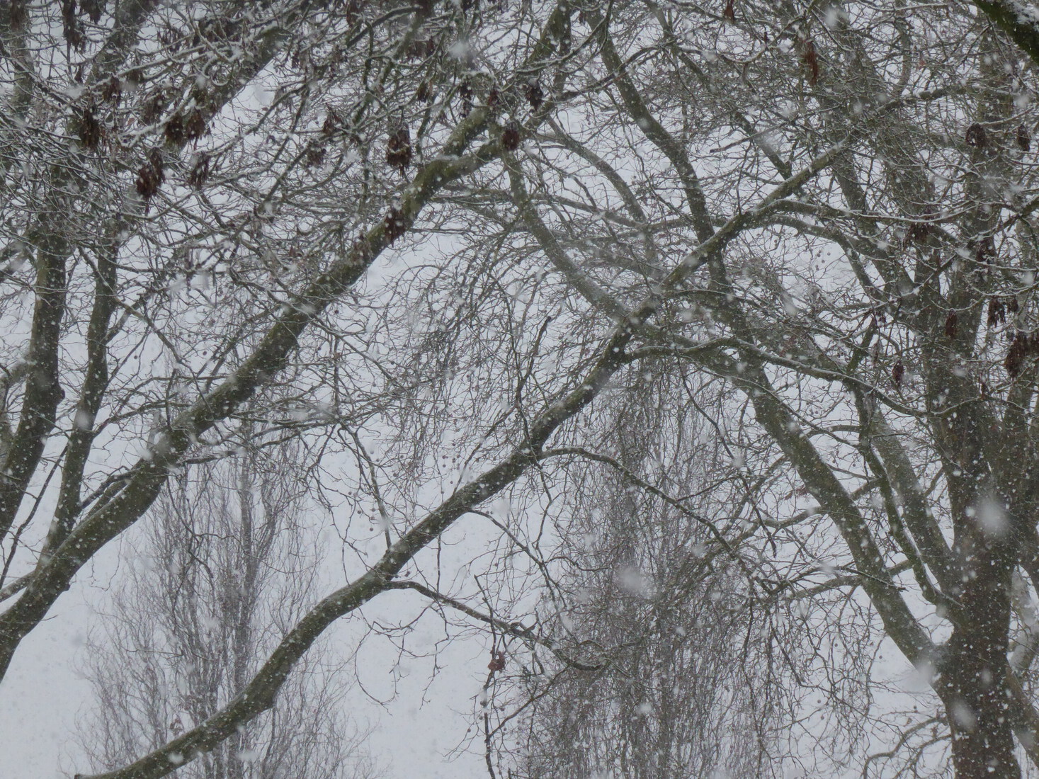 De derde dag sneeuw 2