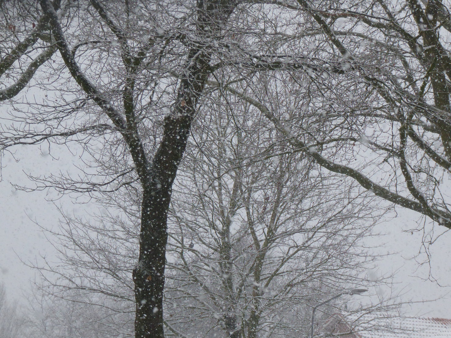 De derde dag sneeuw 3