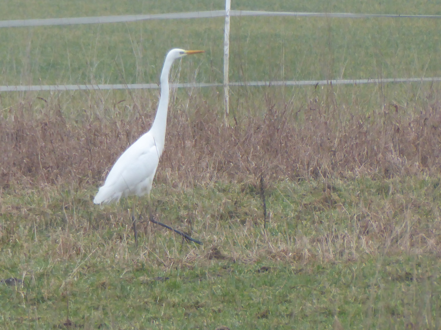 Een Grote Zilverreiger 3