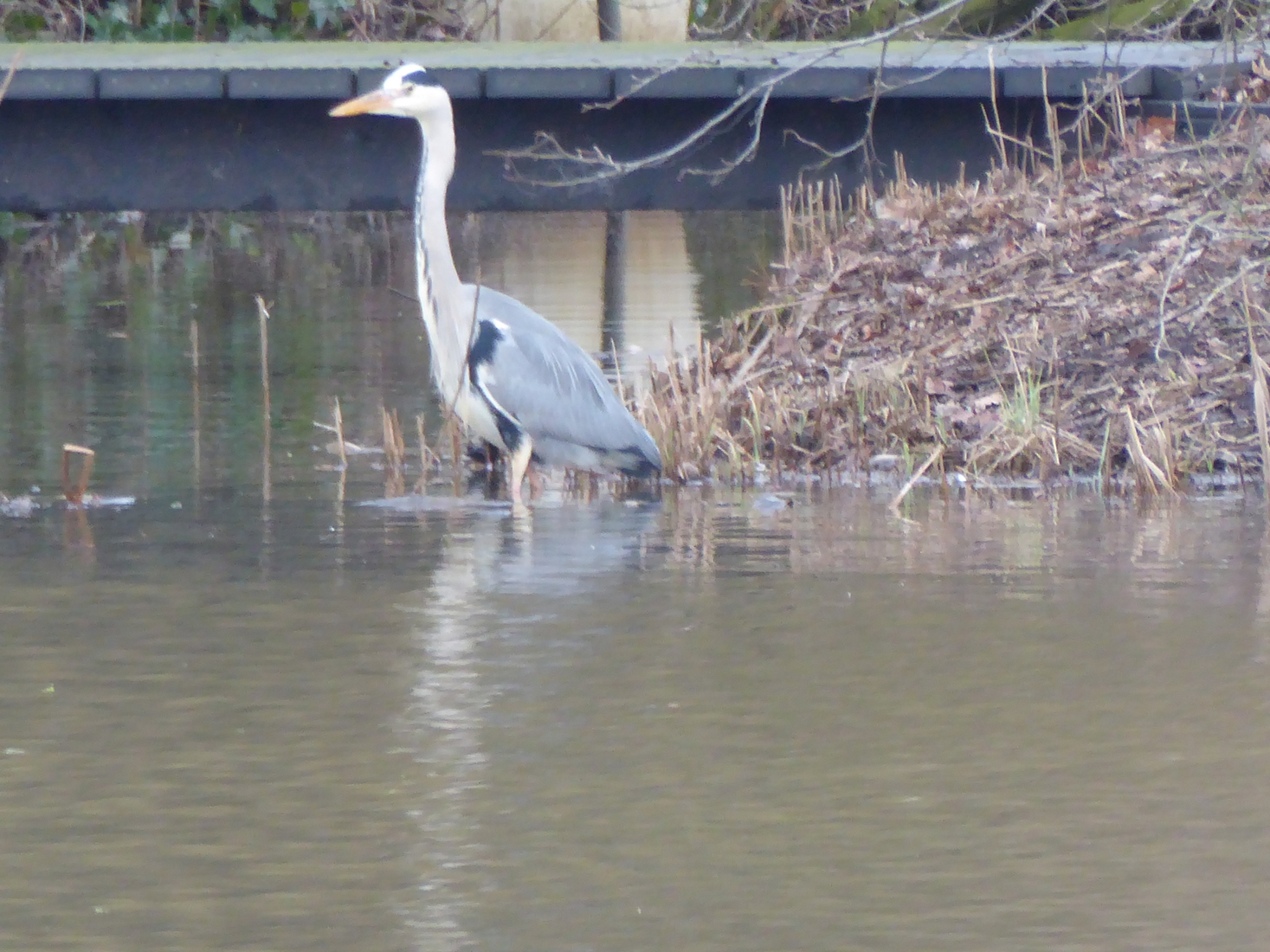 Een blauwe reiger 2