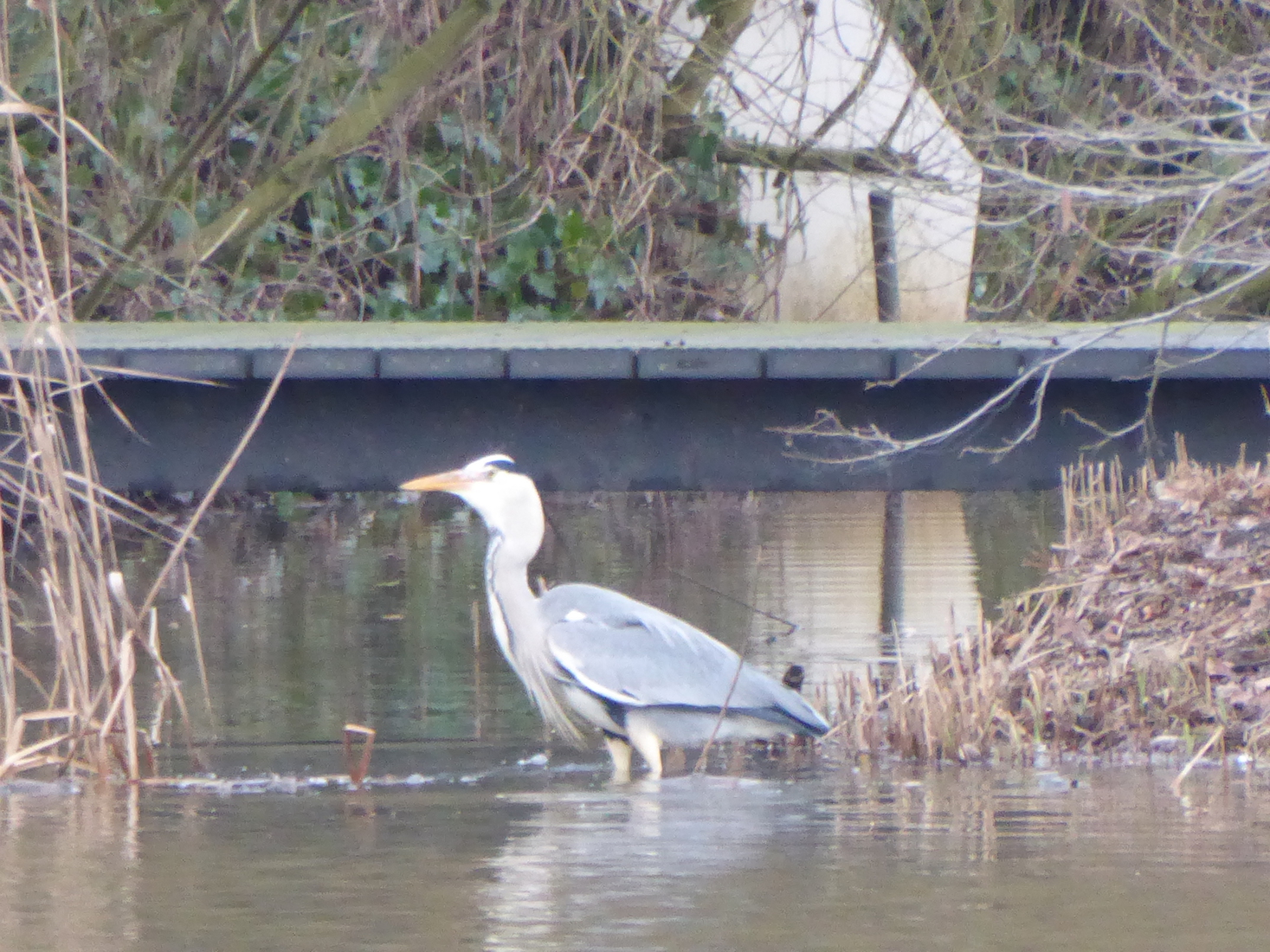 Een blauwe reiger 4