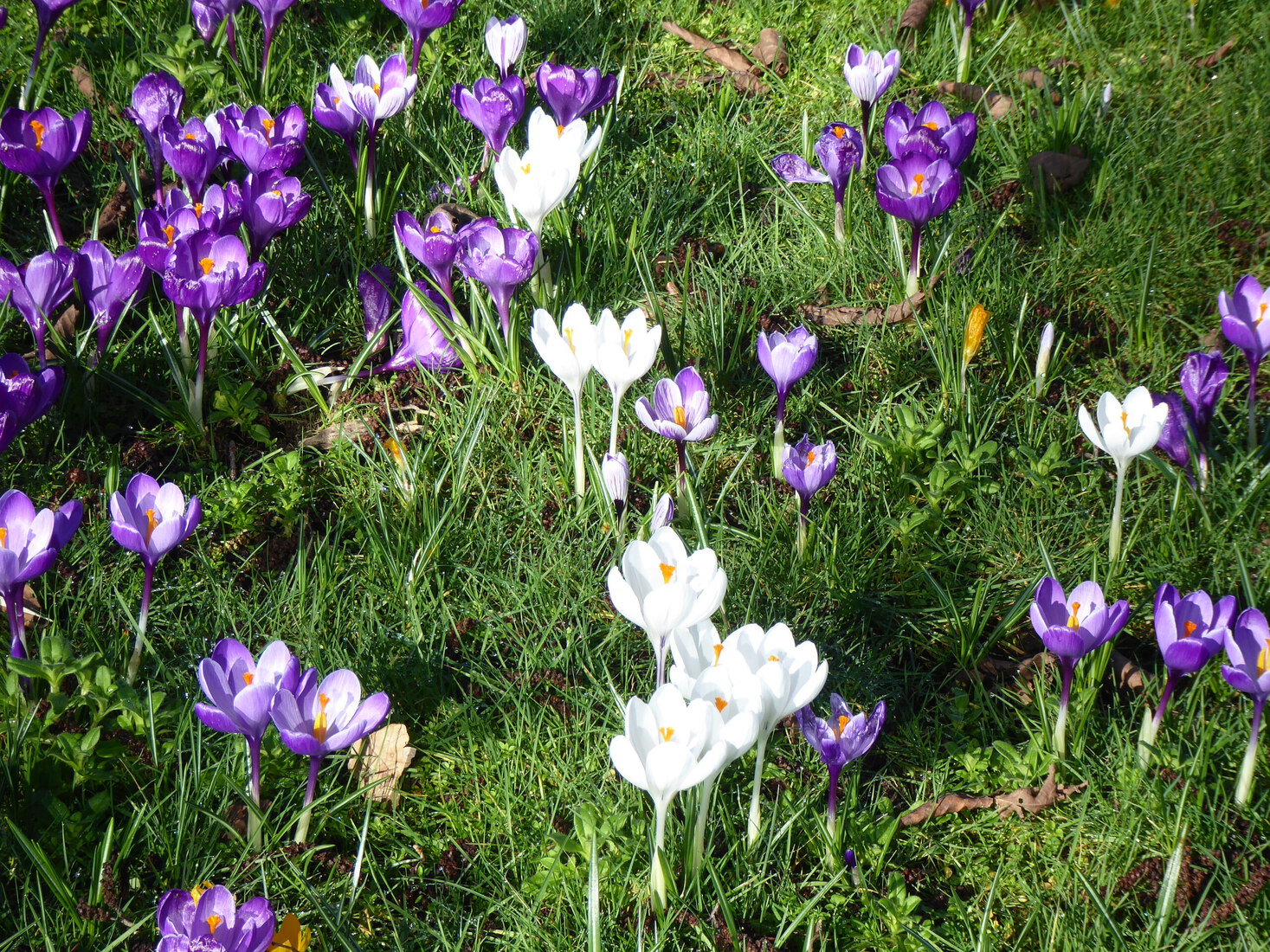 Crocusjes 1