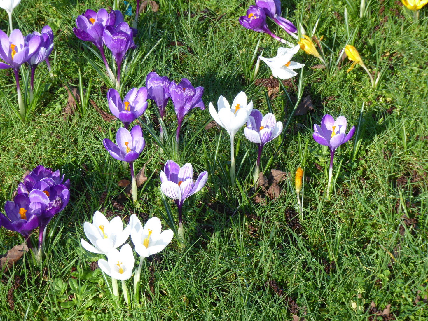Crocusjes 2