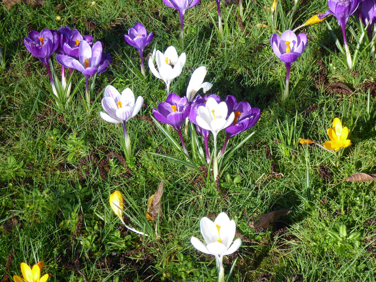 Crocusjes 3