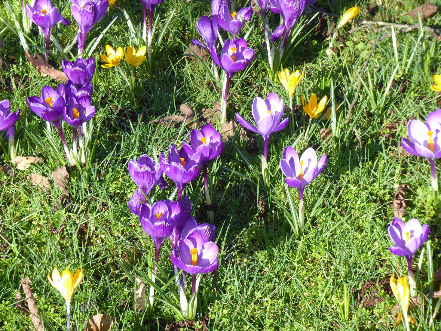 Crocusjes 4