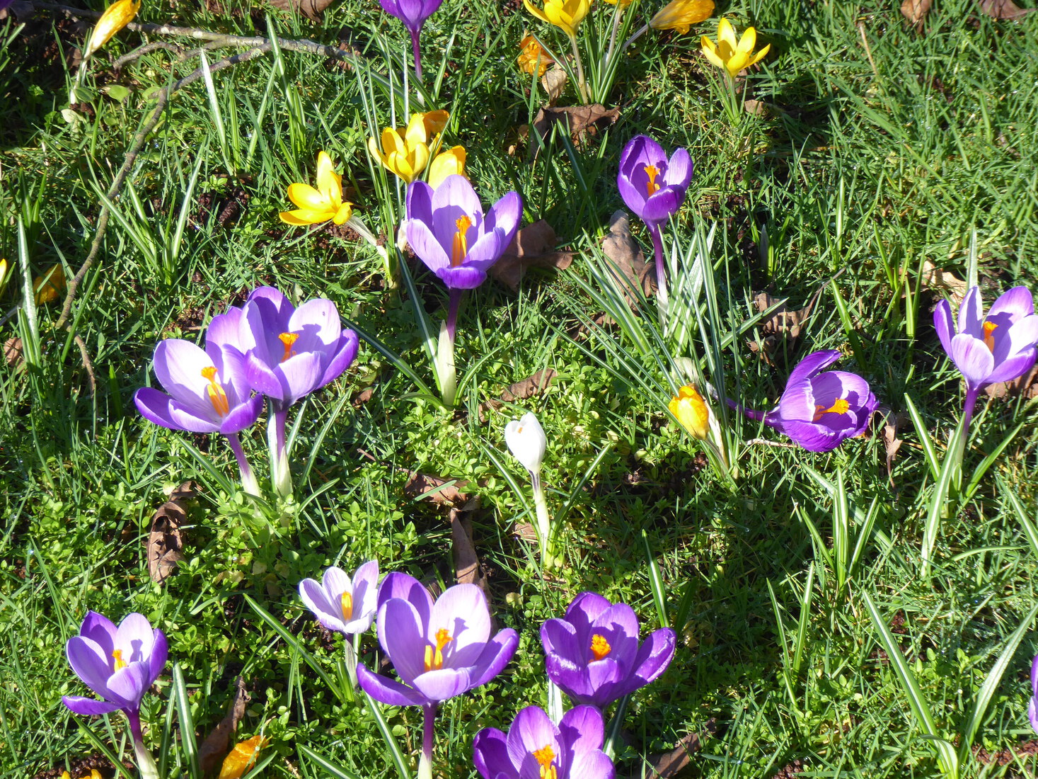 Crocusjes 5