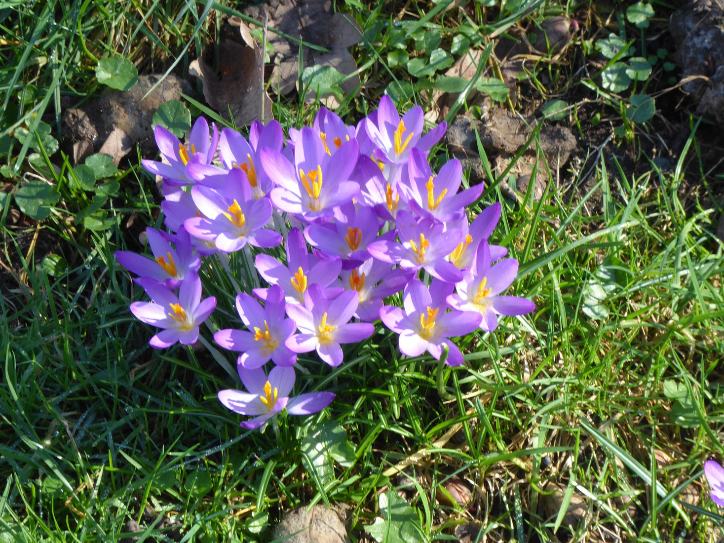 Crocusjes 6