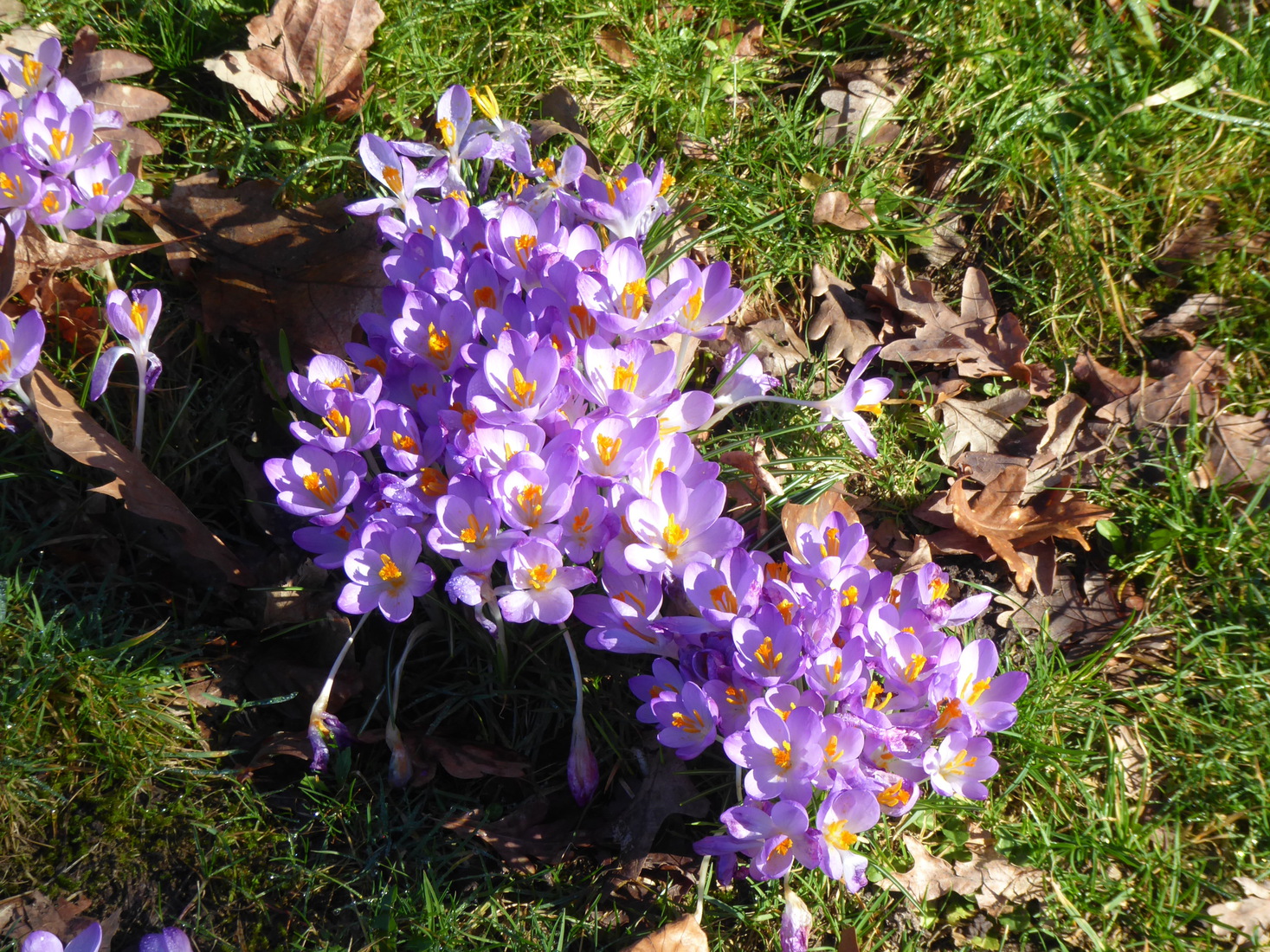 Crocusjes 7