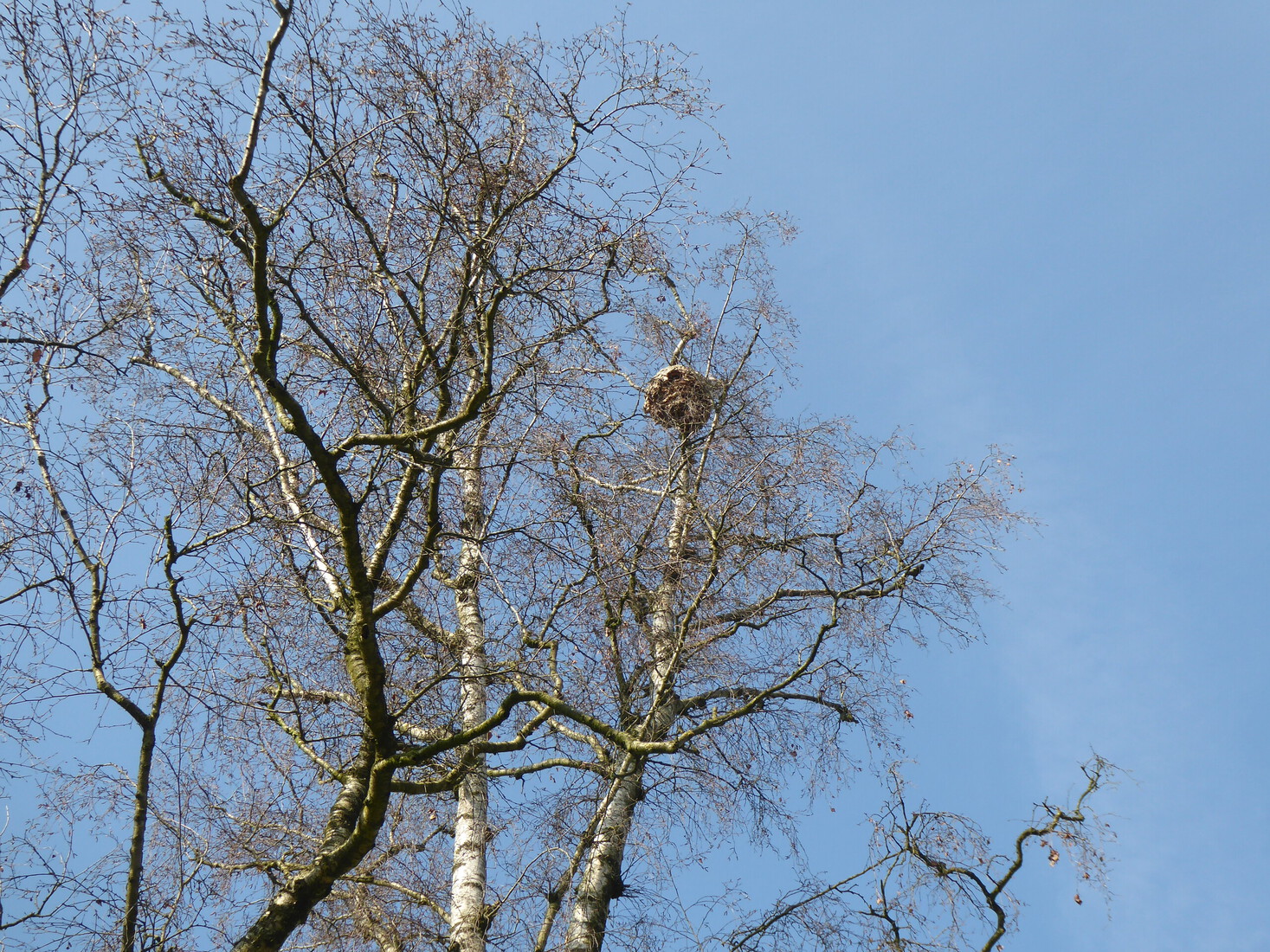 Een Aziatisch Hoornaarsnest
