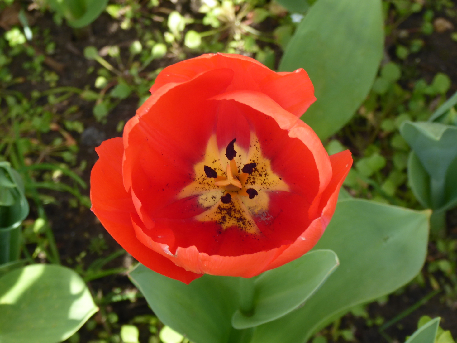Een tulp