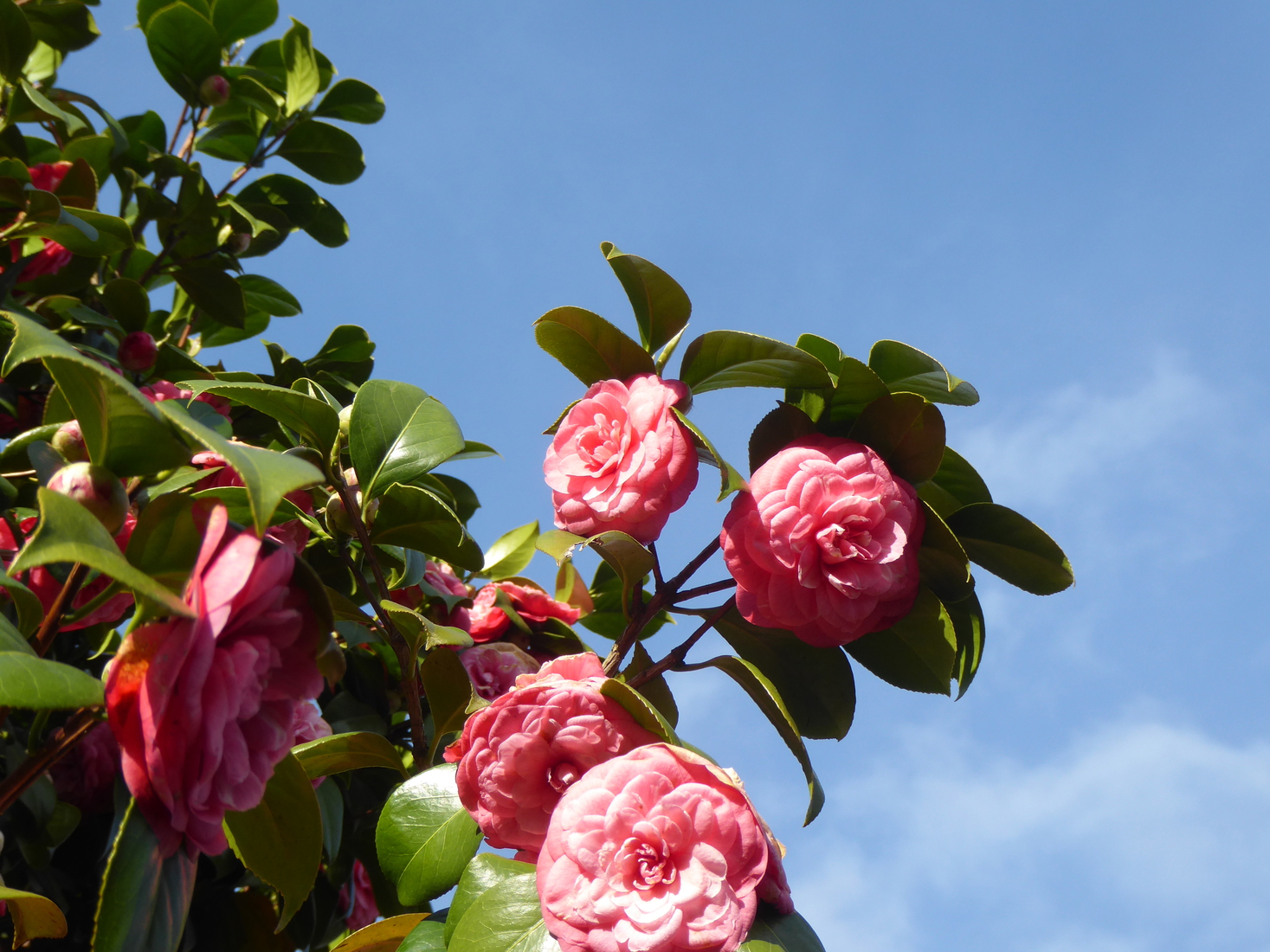 Rozen
