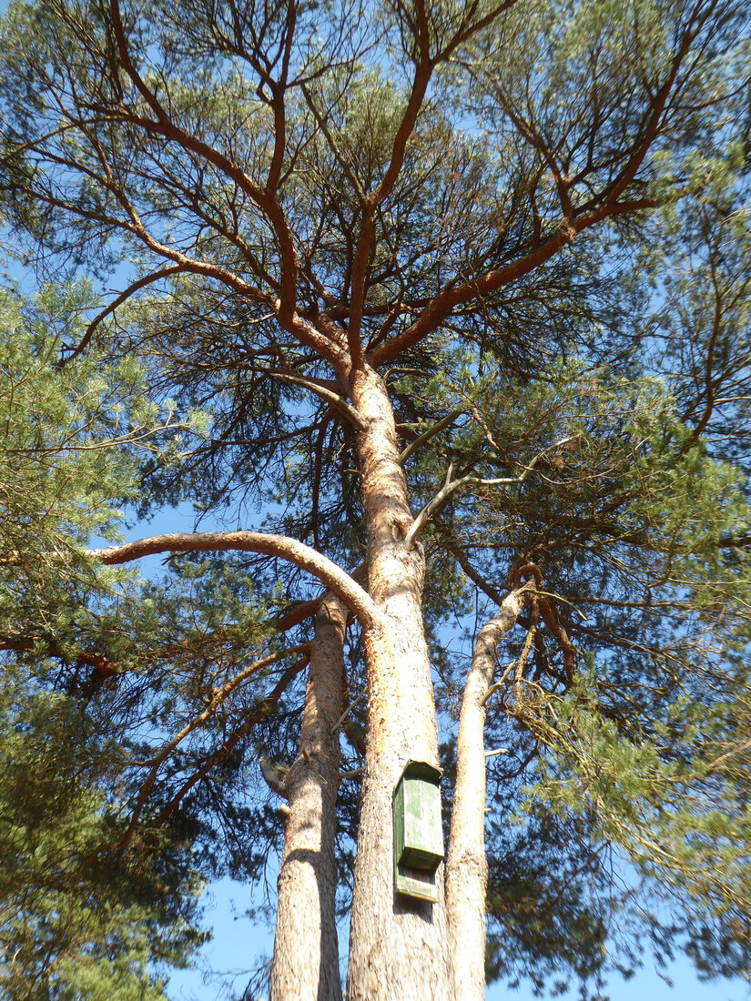 Mooie boom 1