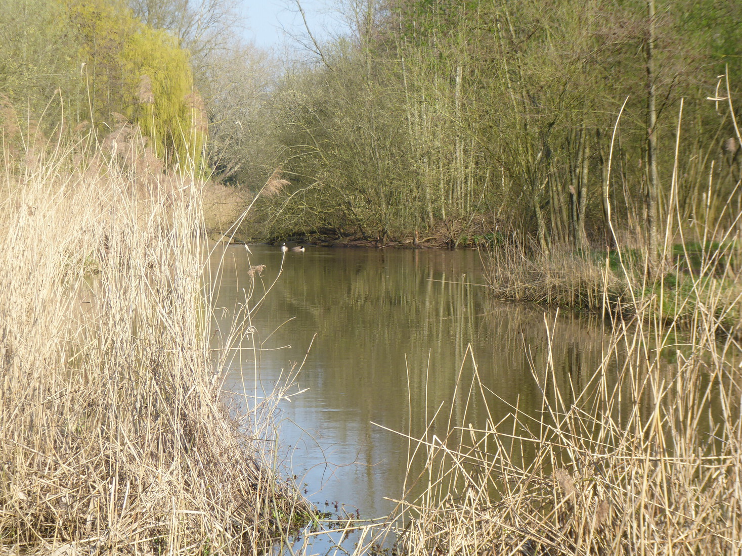 De Dommel 5