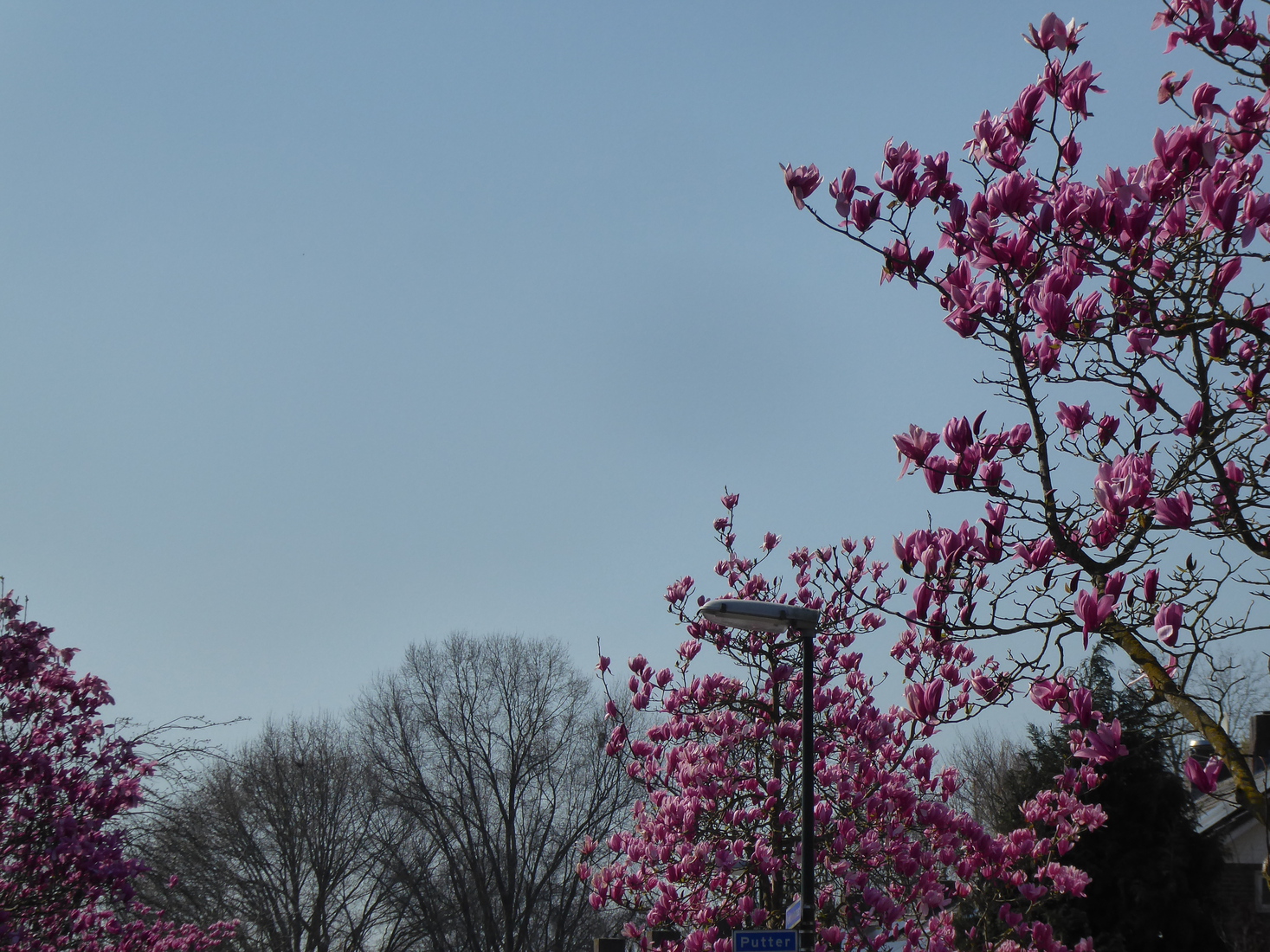 Magnolia 1