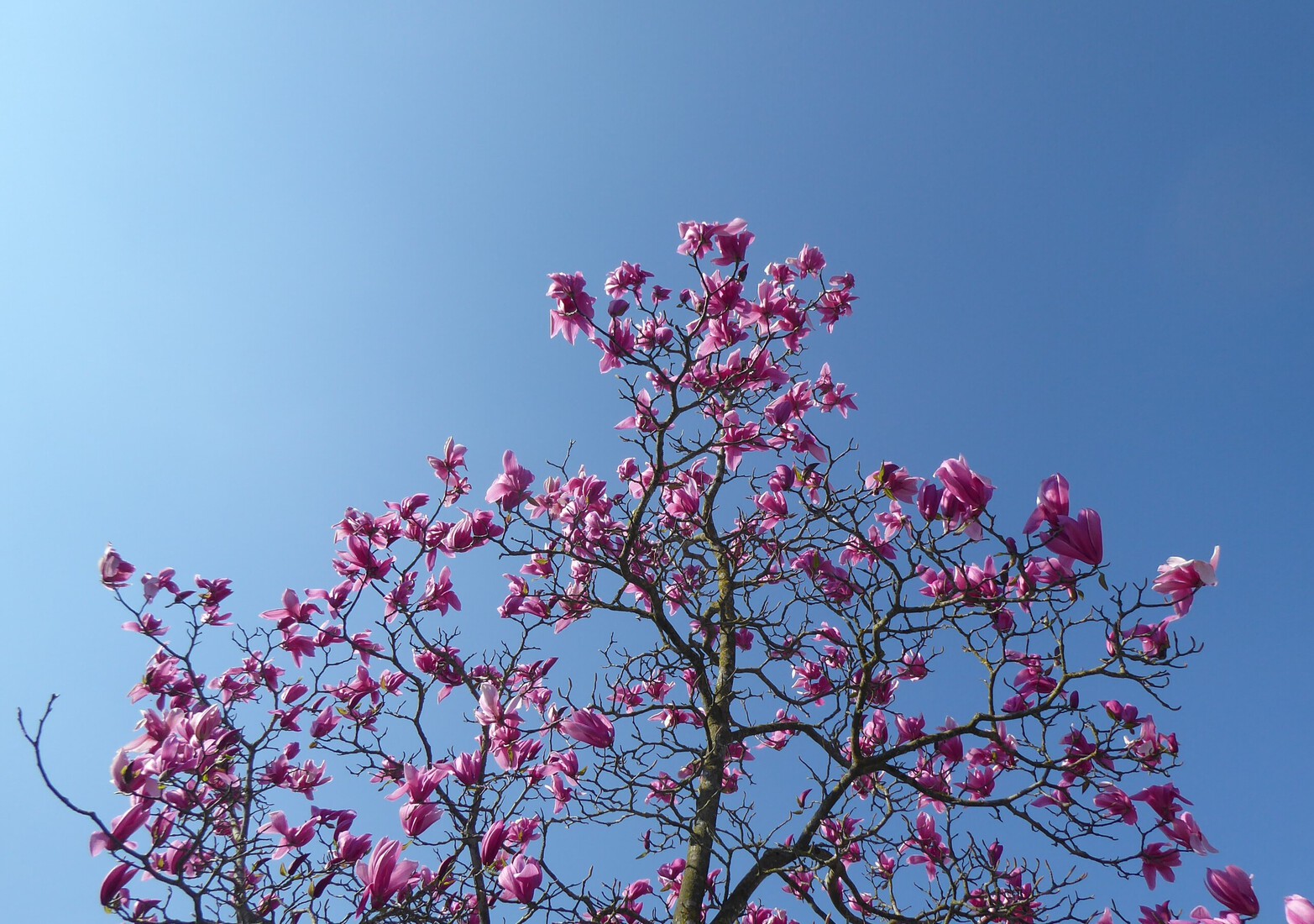 Magnolia 2