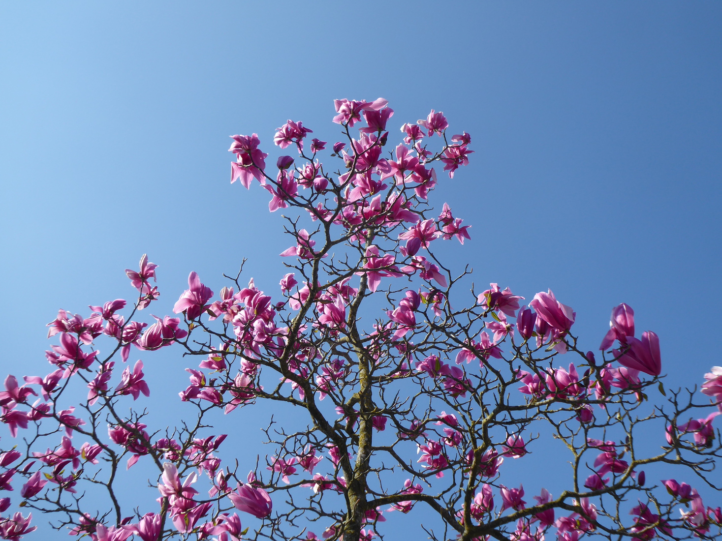 Magnolia 3