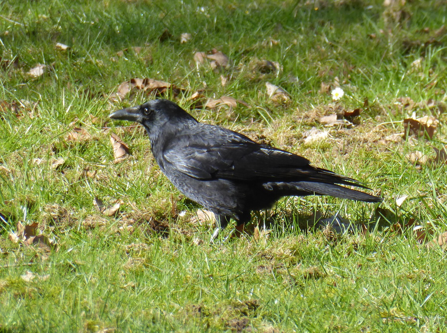 Een kraai 1 april 2026