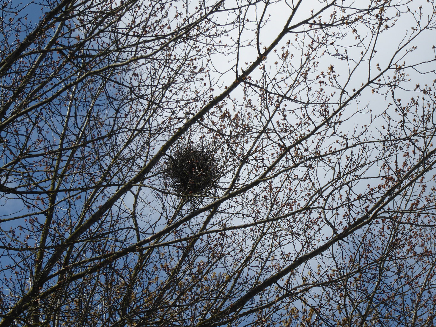 Vogelnest