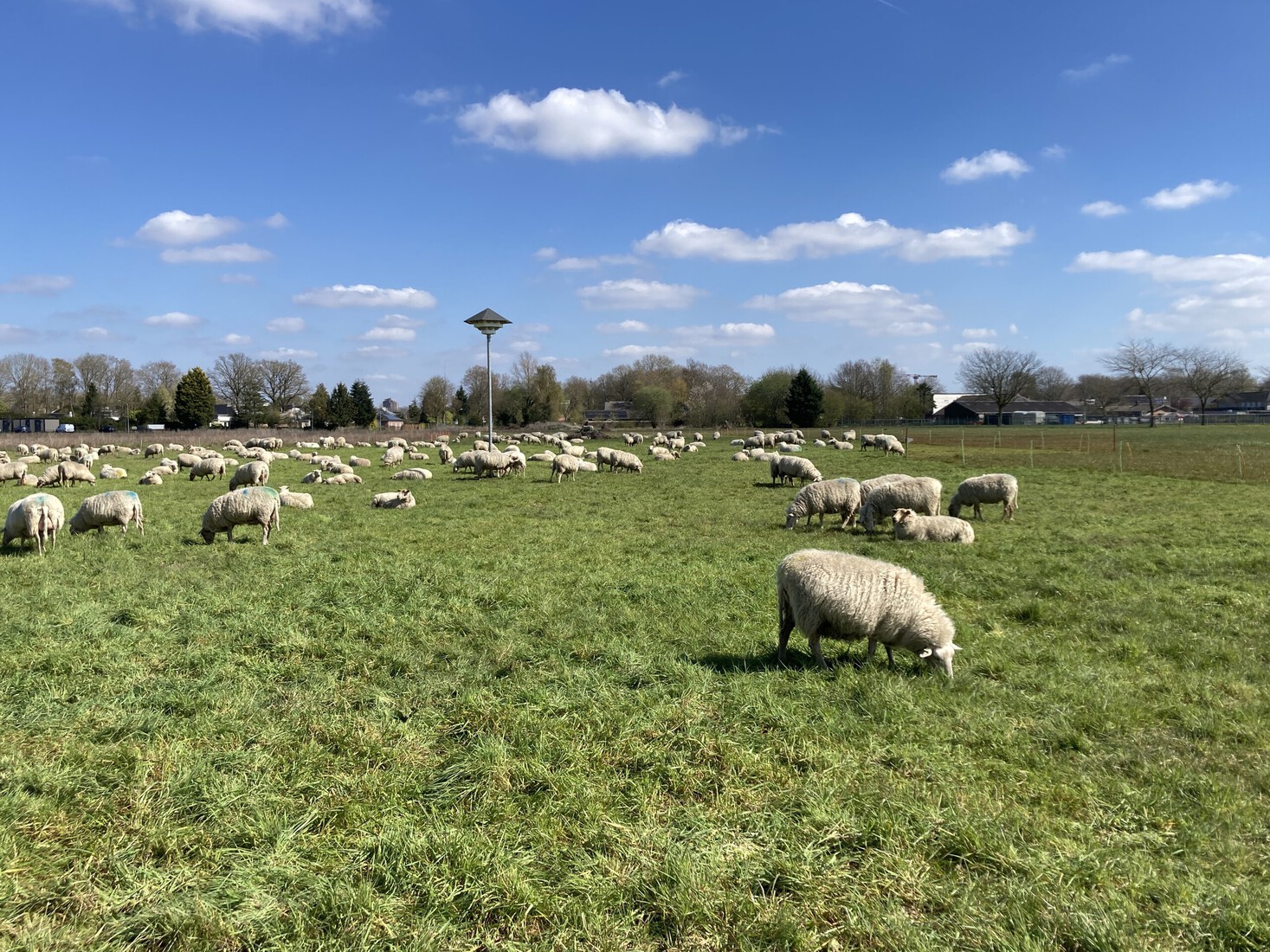Schapen 1 april 