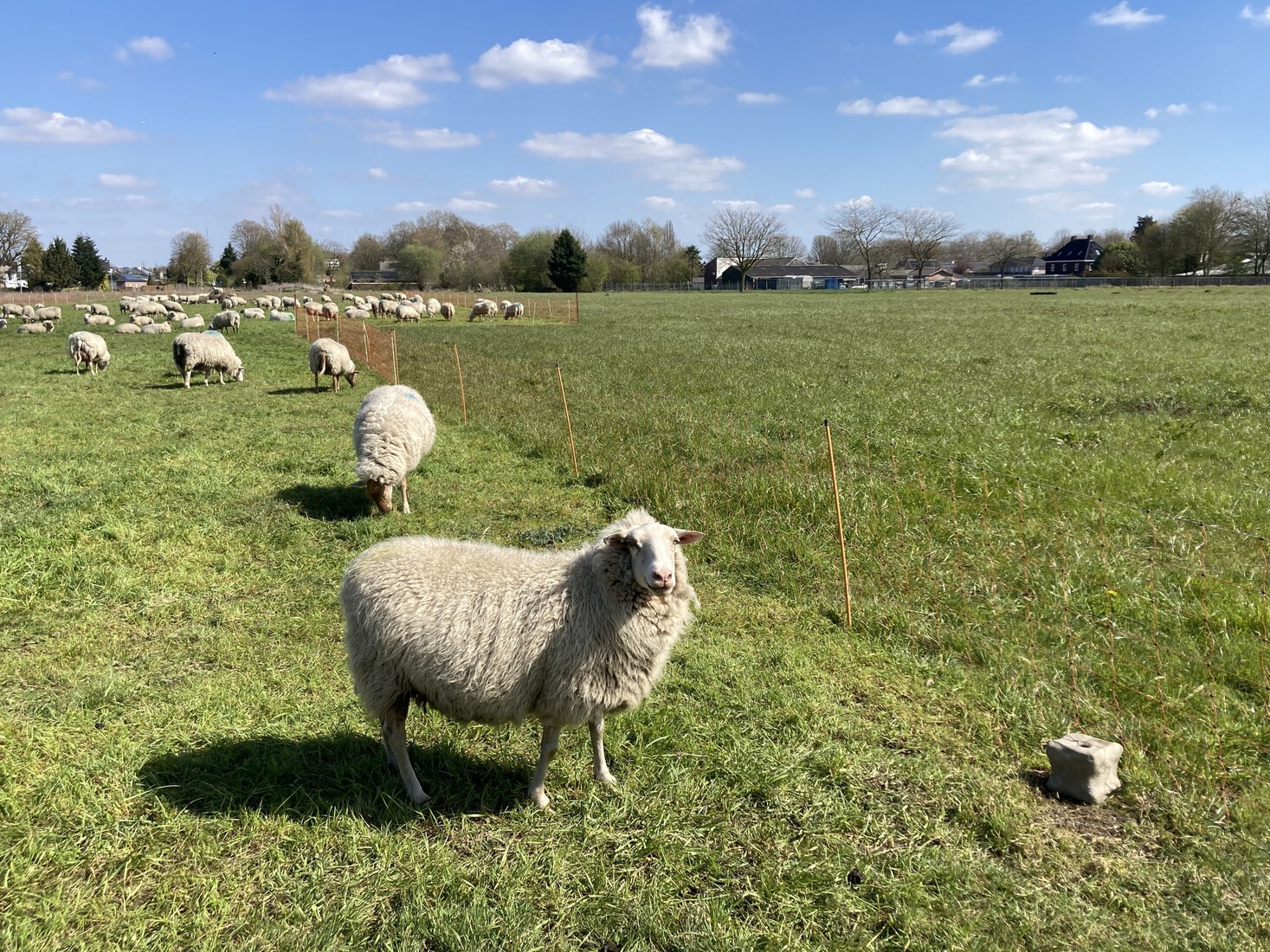 Schapen 1 april 2026