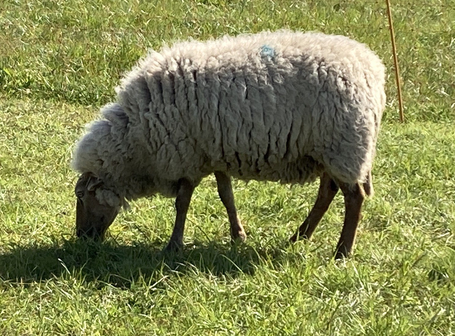 Een Schaap 1 april
