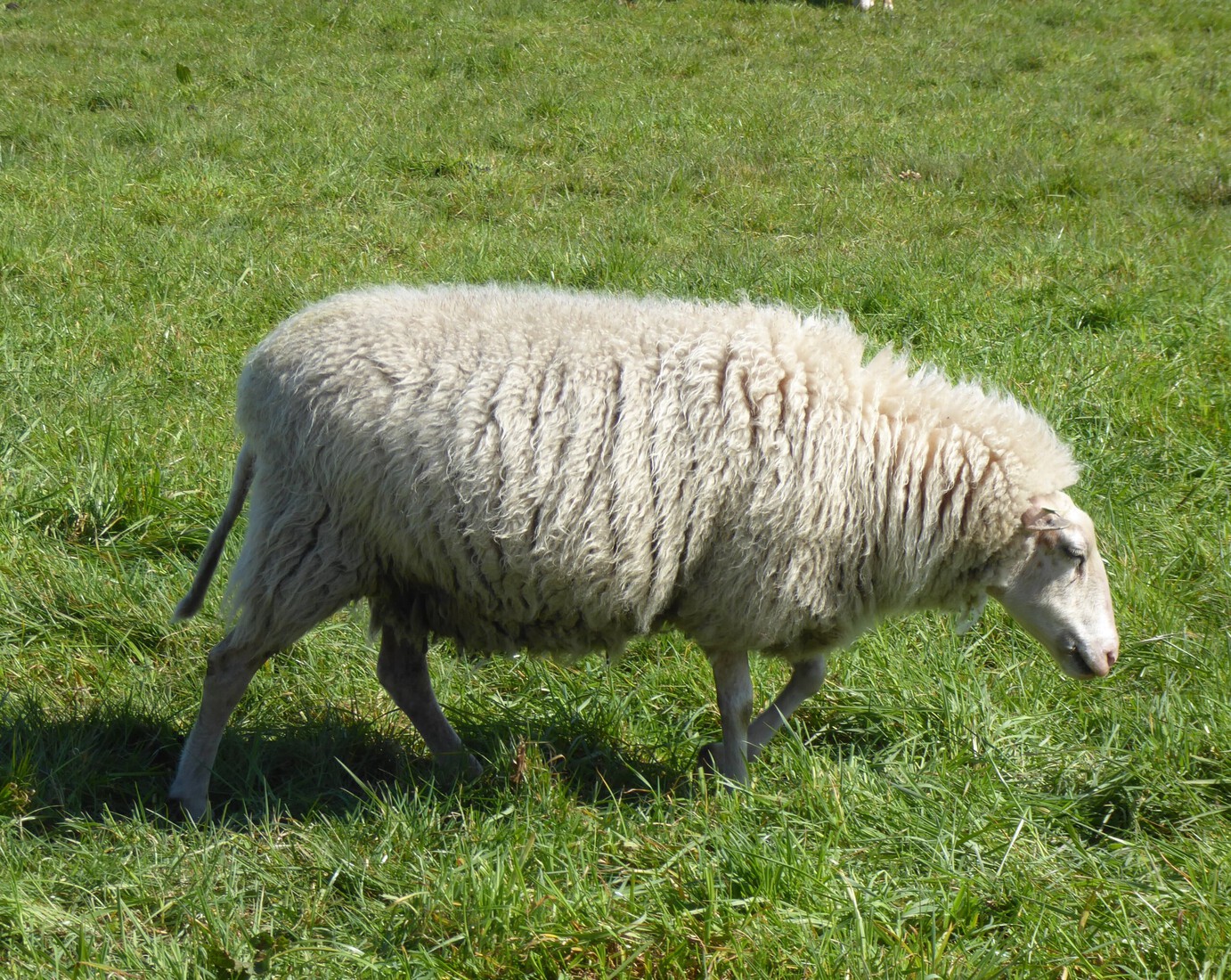 Een  Schaap 1 april 2026