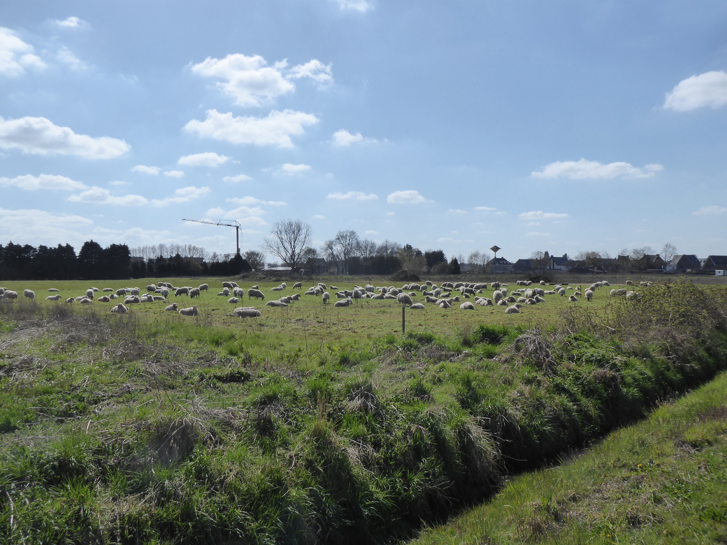 Een wei met schapen 1 april 