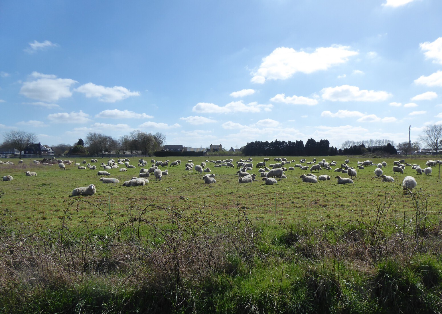 Een wei met Schapen 1 april 2026