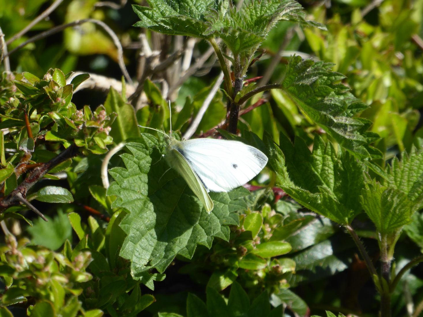 Een klein koolwitje 1