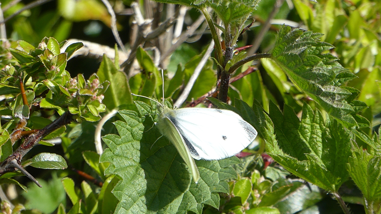 Een Klein Koolwitje 2