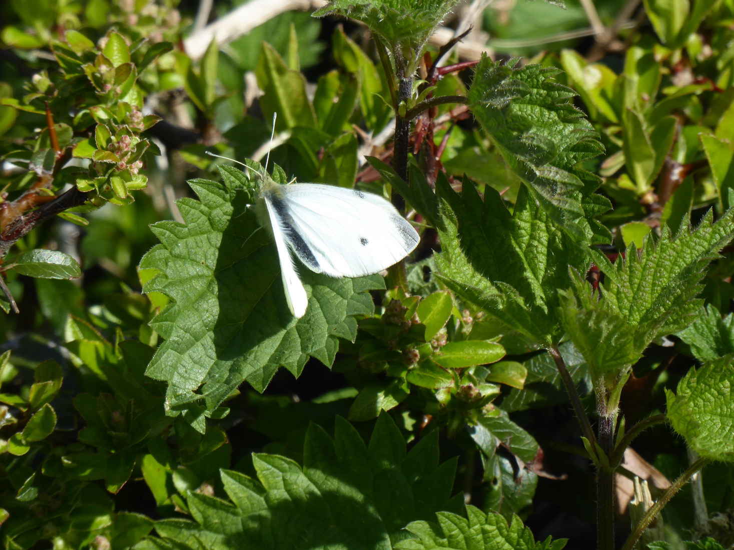 Een klein Koolwitje 3