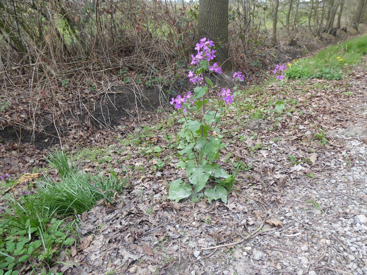 Een Tuinjudaspenning