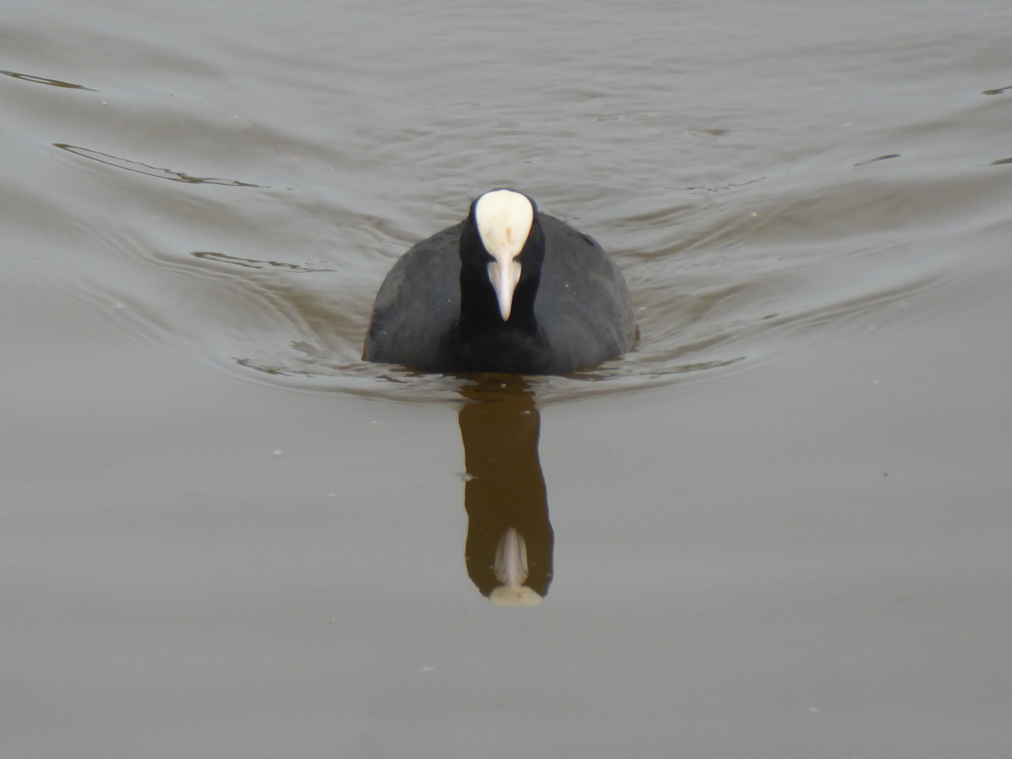 Een Meerkoet met schaduw