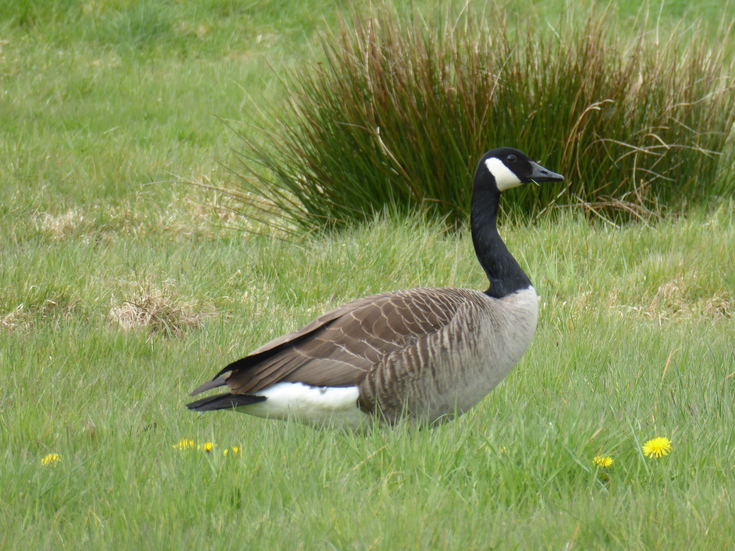 Een Canadese gans in de zon