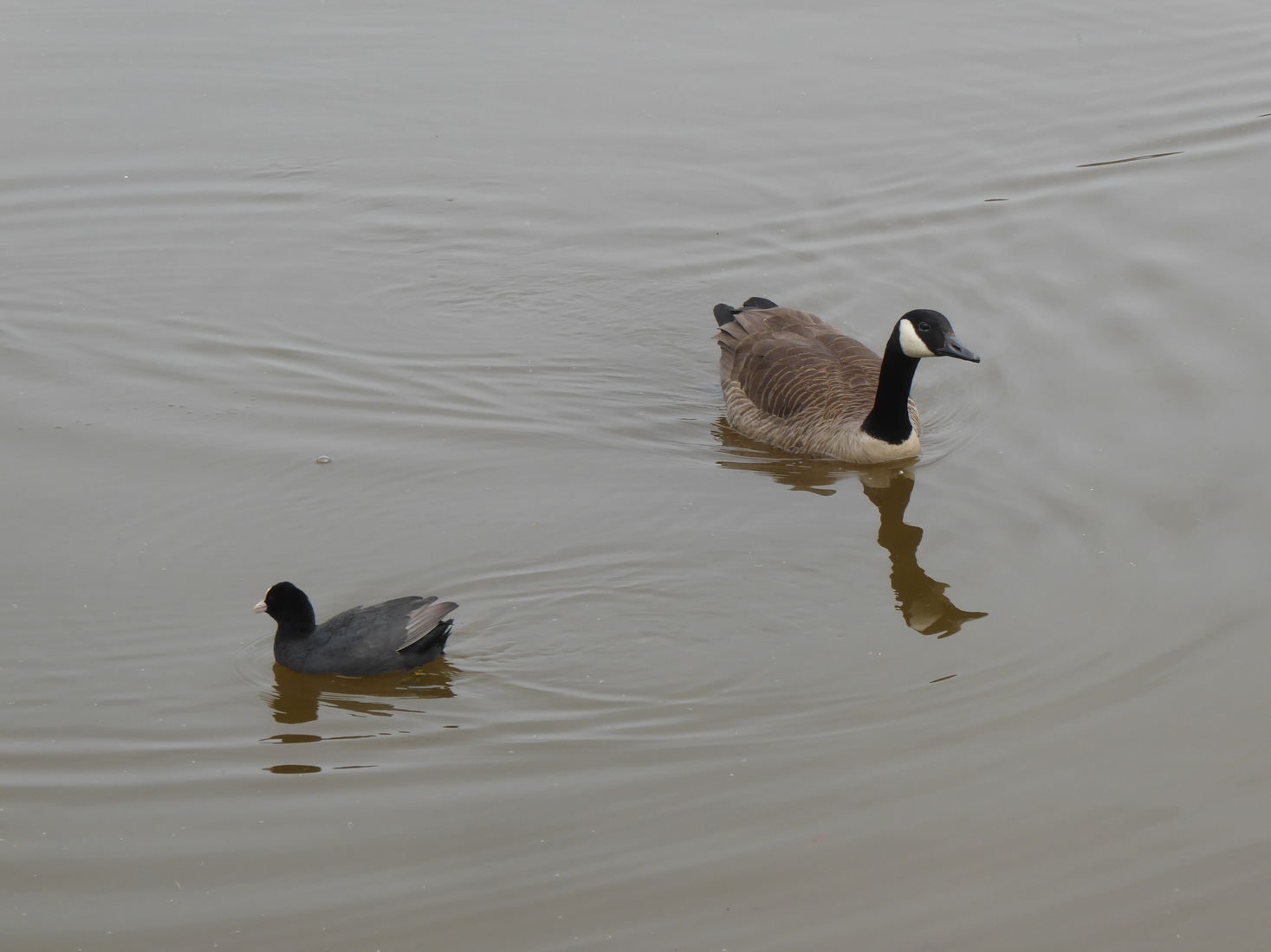 Een Canadese gans en een Meerkoet