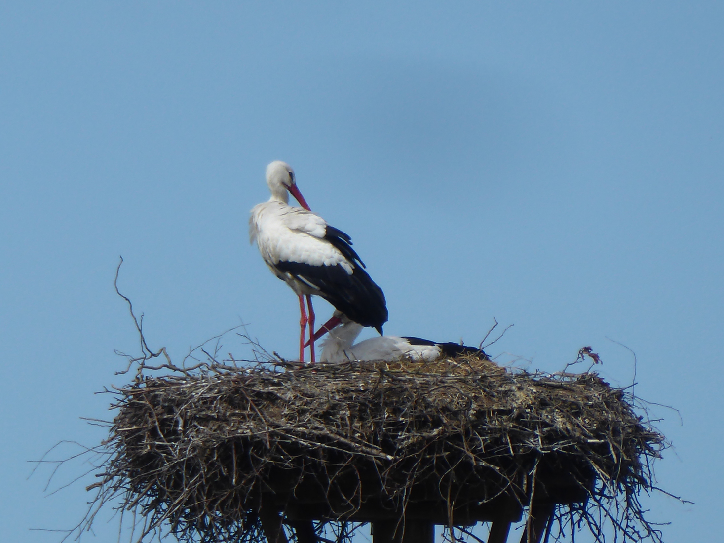 12 april Ooievaarsnest