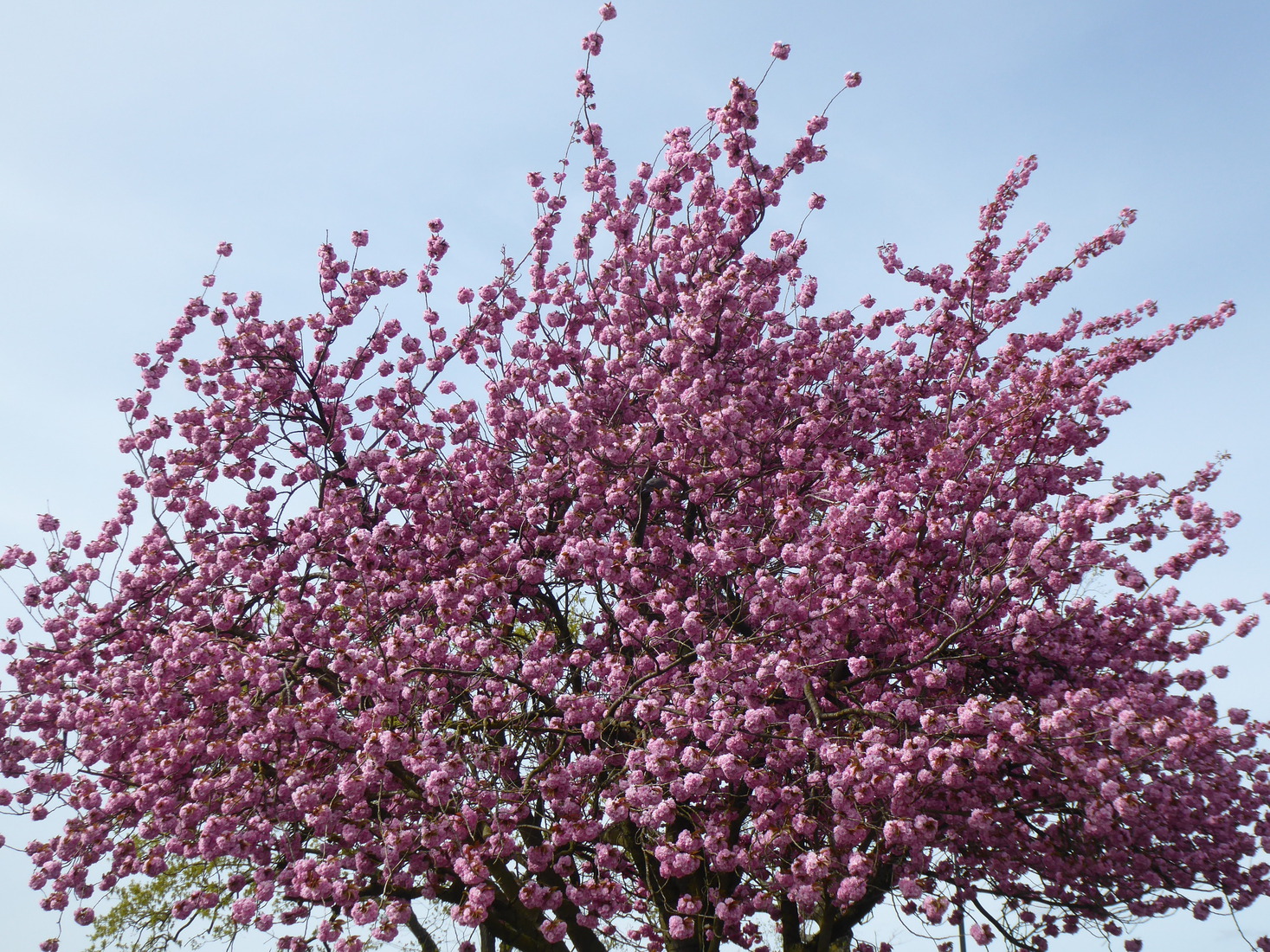 Japanse kers 12 april