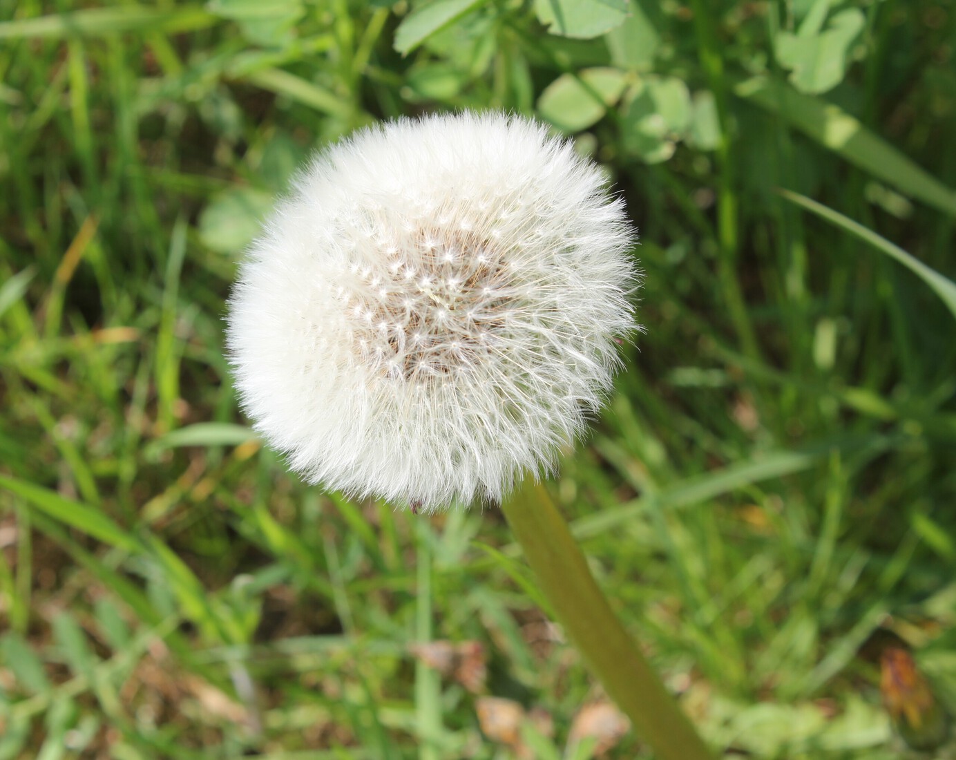 Paardenbloempluis