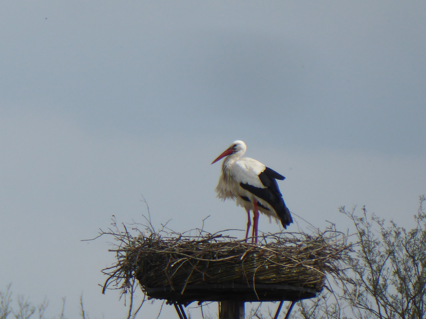 17 april Ooievaarsnest 7