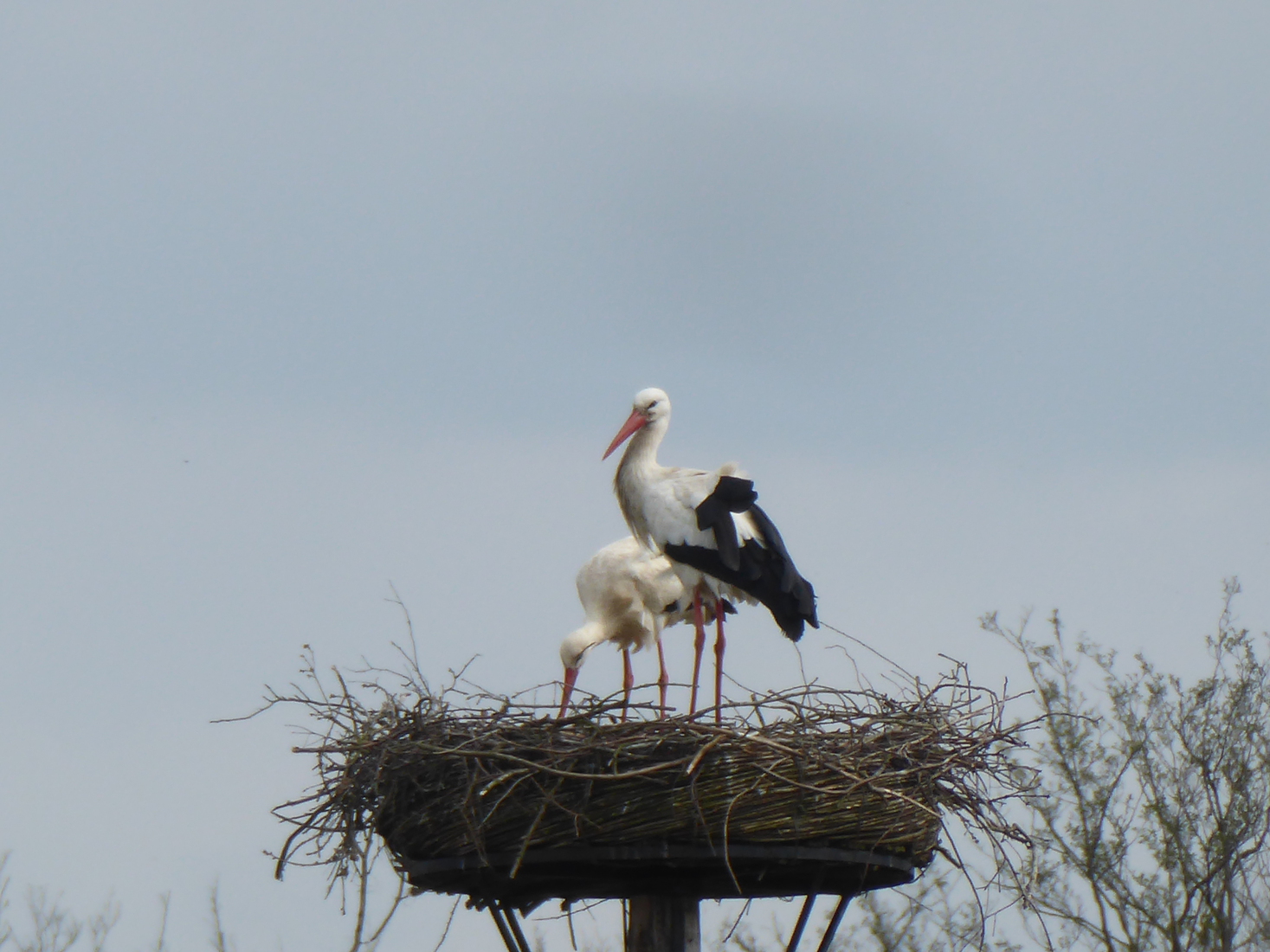 17 april Ooievaarsnest 6