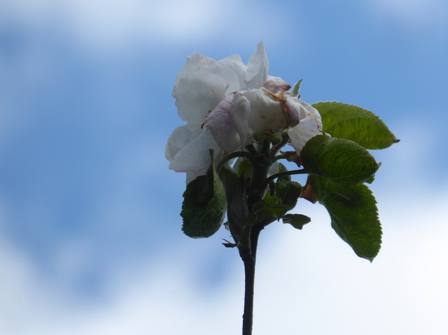 Appelboombloesem 1