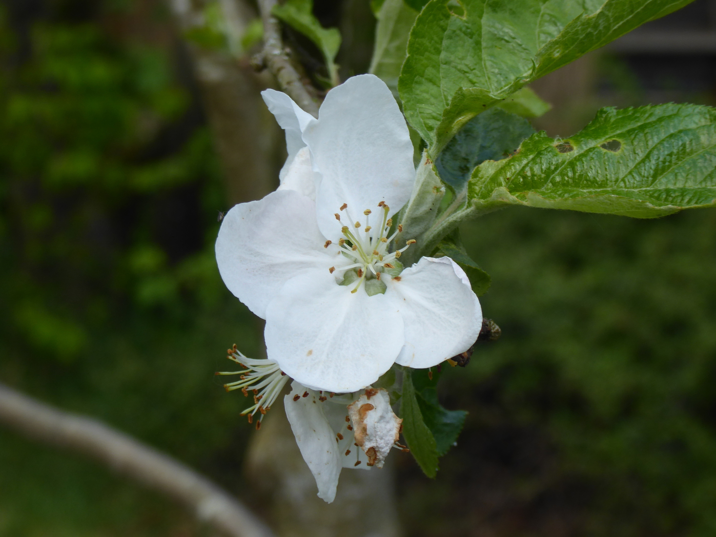 Appelboombloesem 2