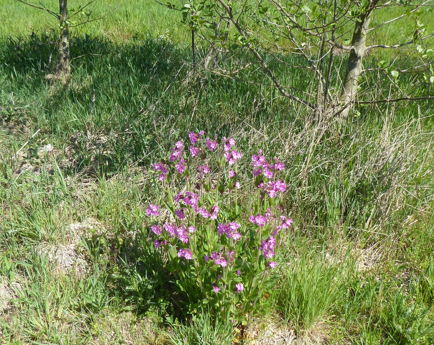 Dagkoekoeksbloem
