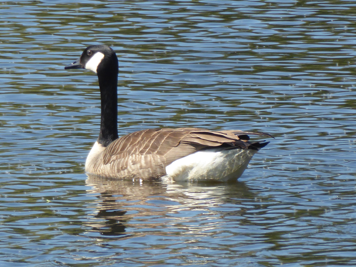 Een Canadese gans 