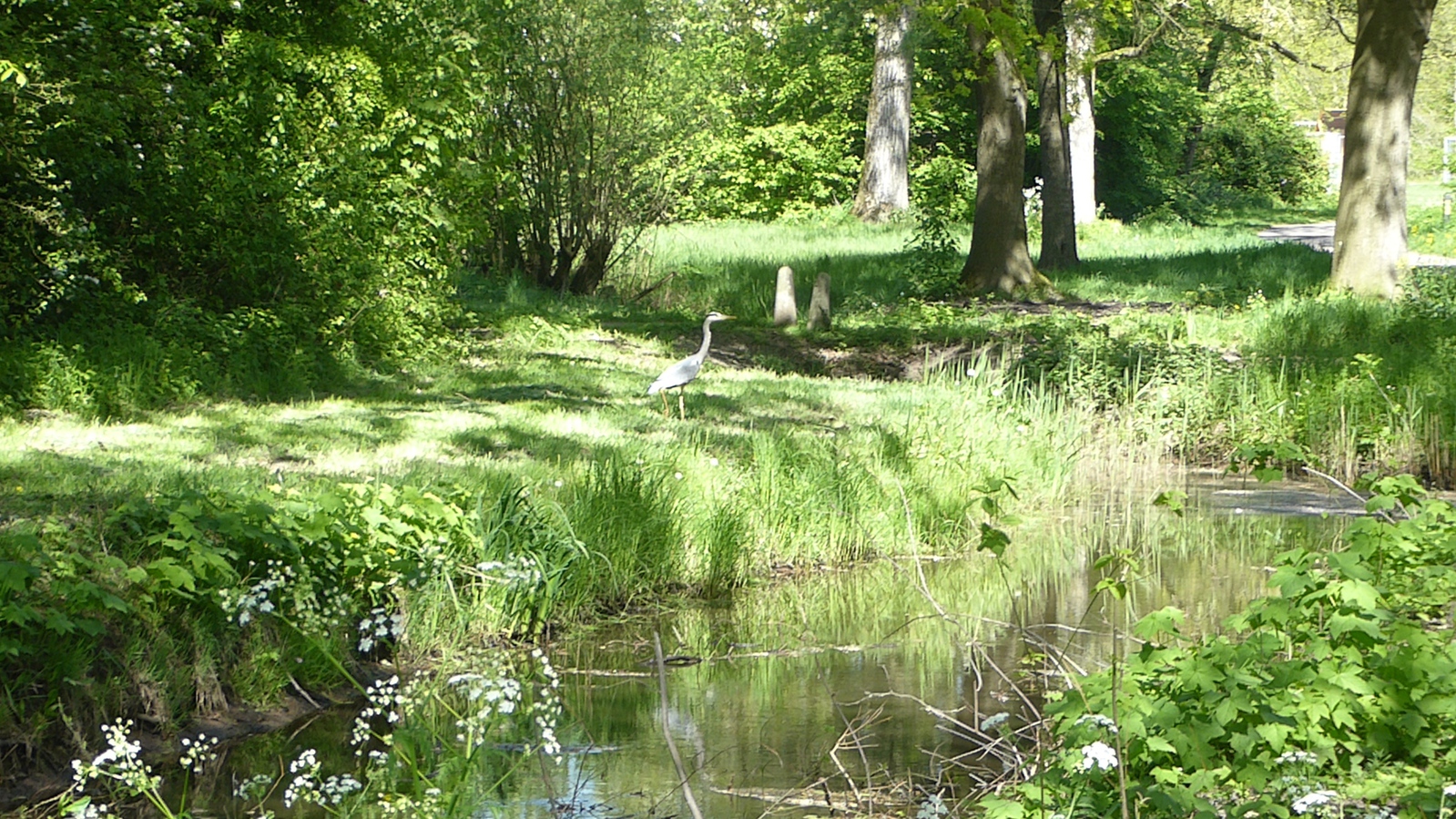 23 april Een blauwe reiger 4