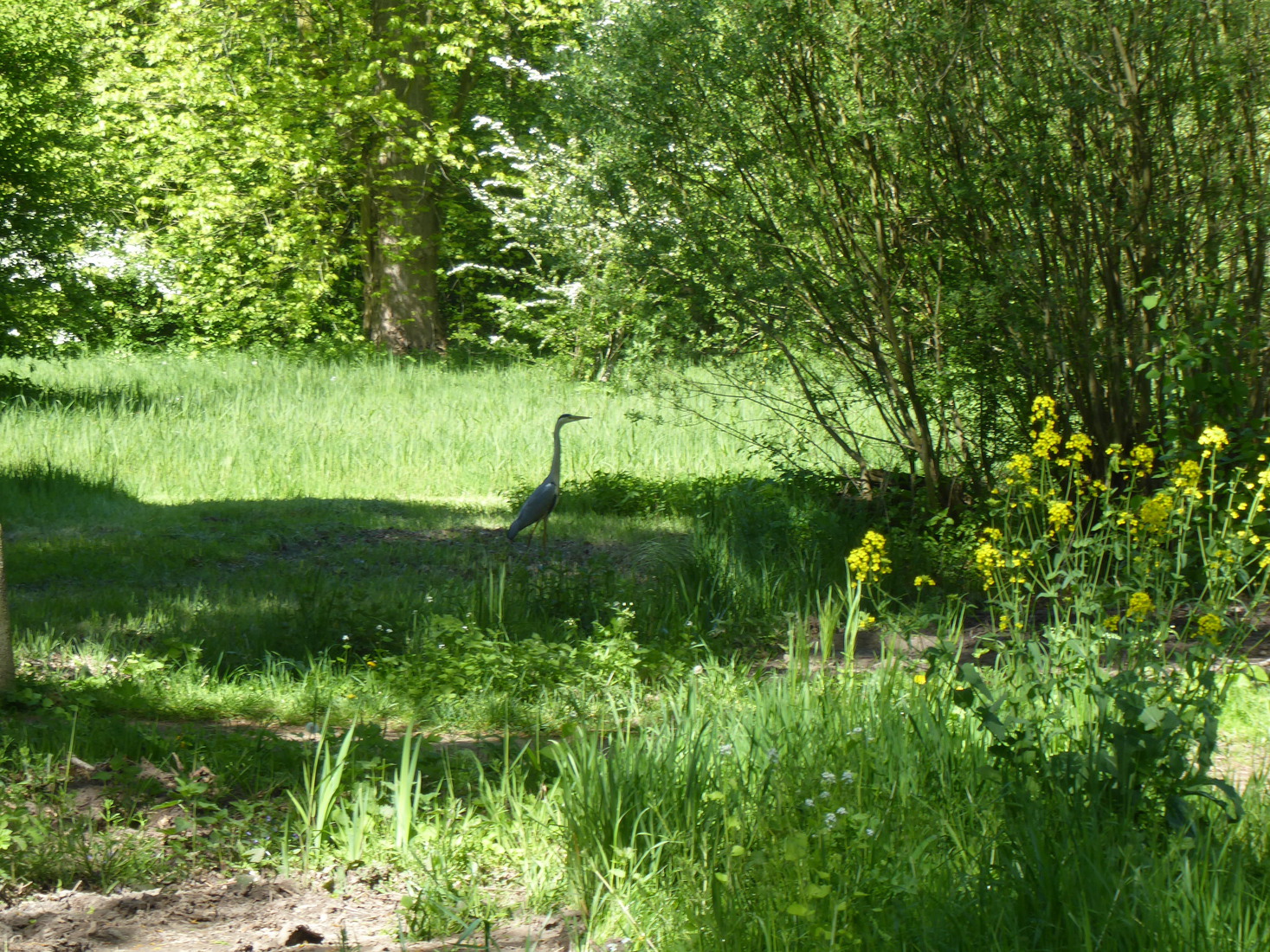23 april Een blauwe reiger 1